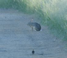 Lepus capensis Linnaeus 1758 resmi