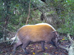 Image of Bush-pig