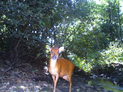 Image of Natal Duiker