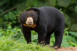 Image of Sun bear