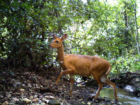 Image of Bushbuck