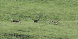 Image of Southern Reedbuck