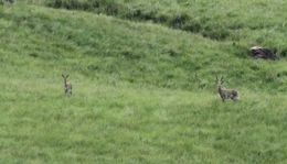 Image of Southern Reedbuck