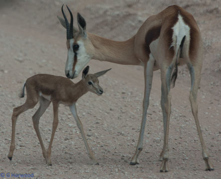 Image of Springbok