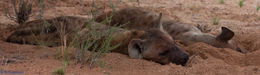 Image of Spotted Hyaenas