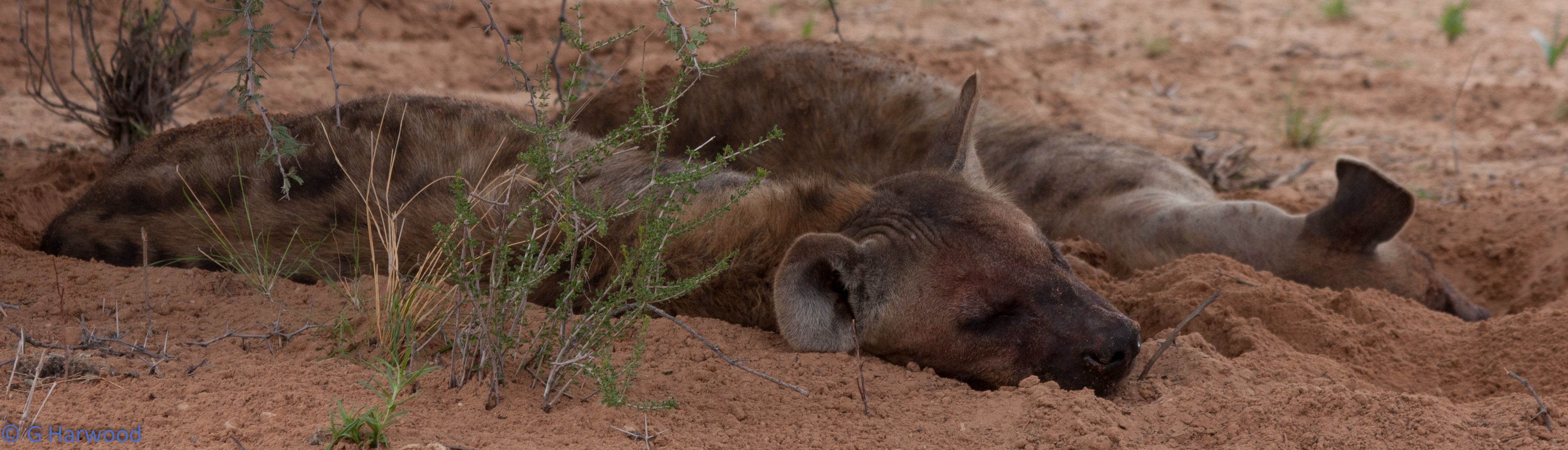 Image of Spotted Hyaenas