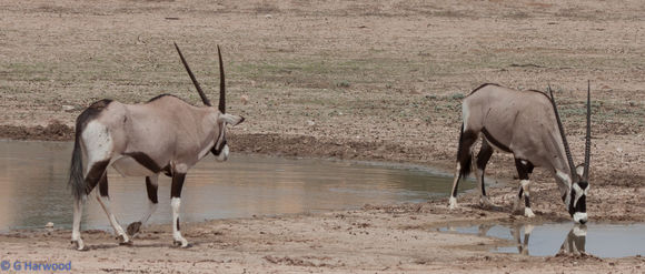 Image of Gemsbok