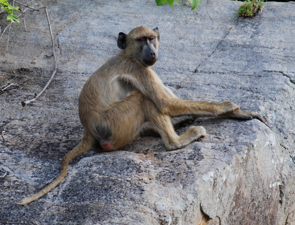 Image of Yellow Baboon