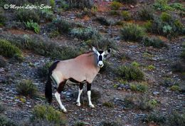 Image of Gemsbok