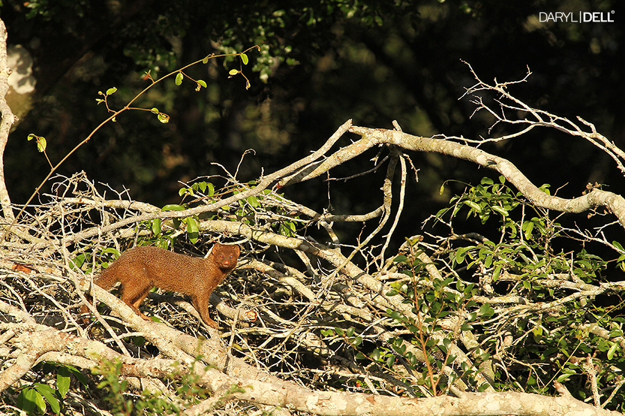 Plancia ëd <i>Herpestes sanguineus</i>