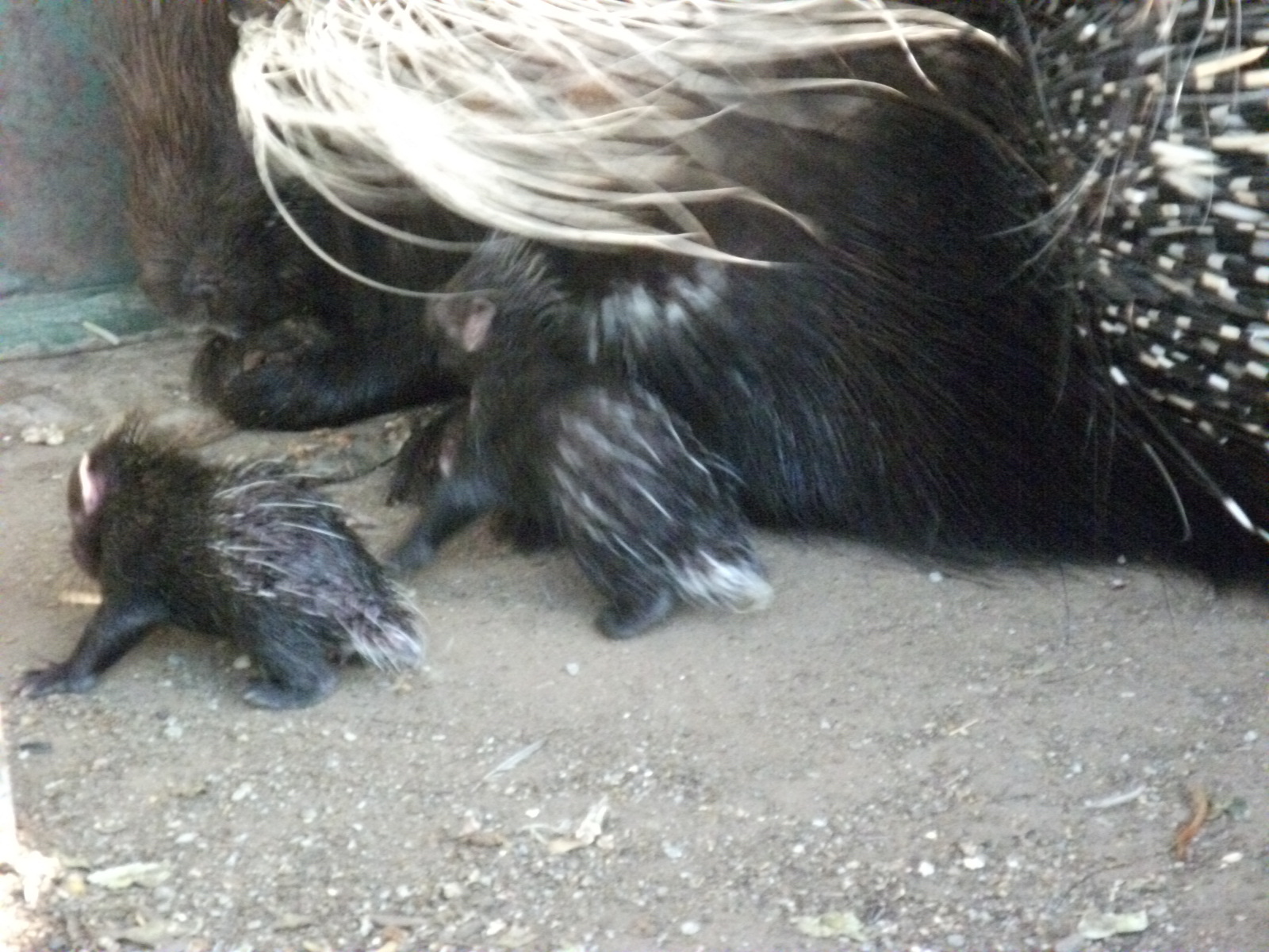 Image of African Porcupine