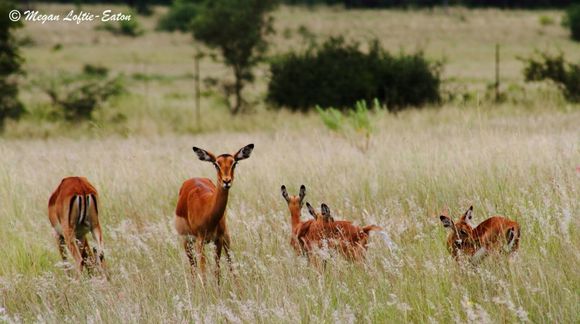 Imagem de Aepyceros Sundevall 1847