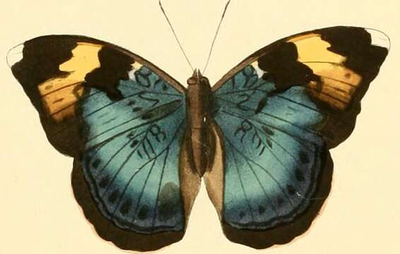 Image of Bebearia phranza Hewitson 1865