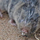 Image of African Mole Rat