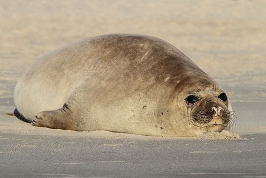 Image of elephant seal