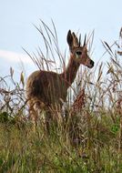 Image of Grey Rhebok