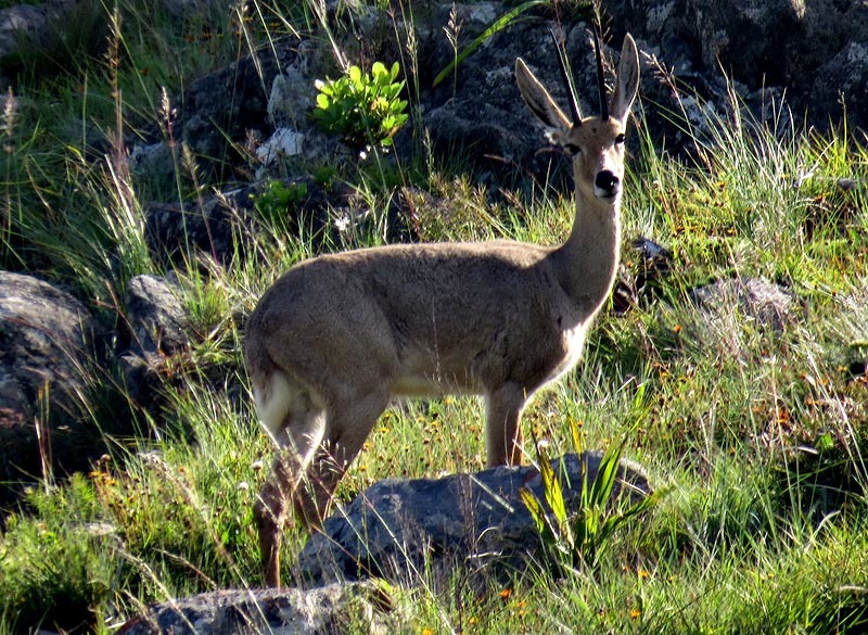 Image of Grey Rhebok