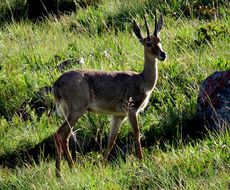 Image of Grey Rhebok