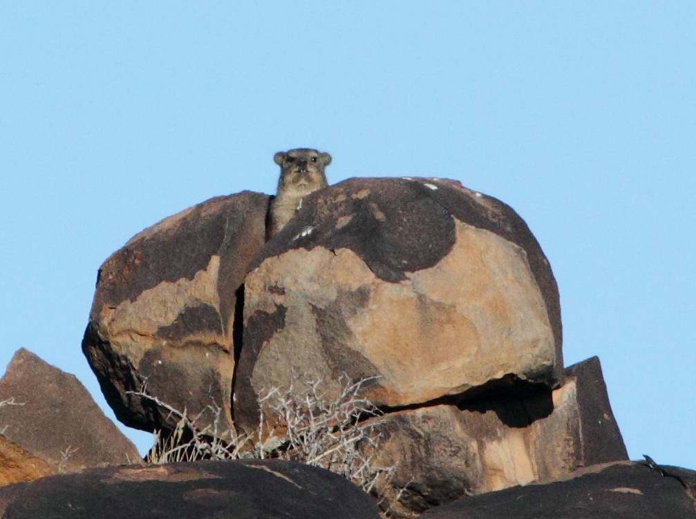 Image of Rock Hyrax