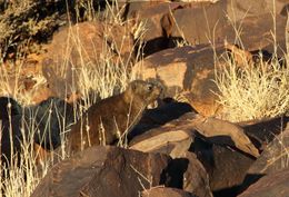 Image of Rock Hyrax