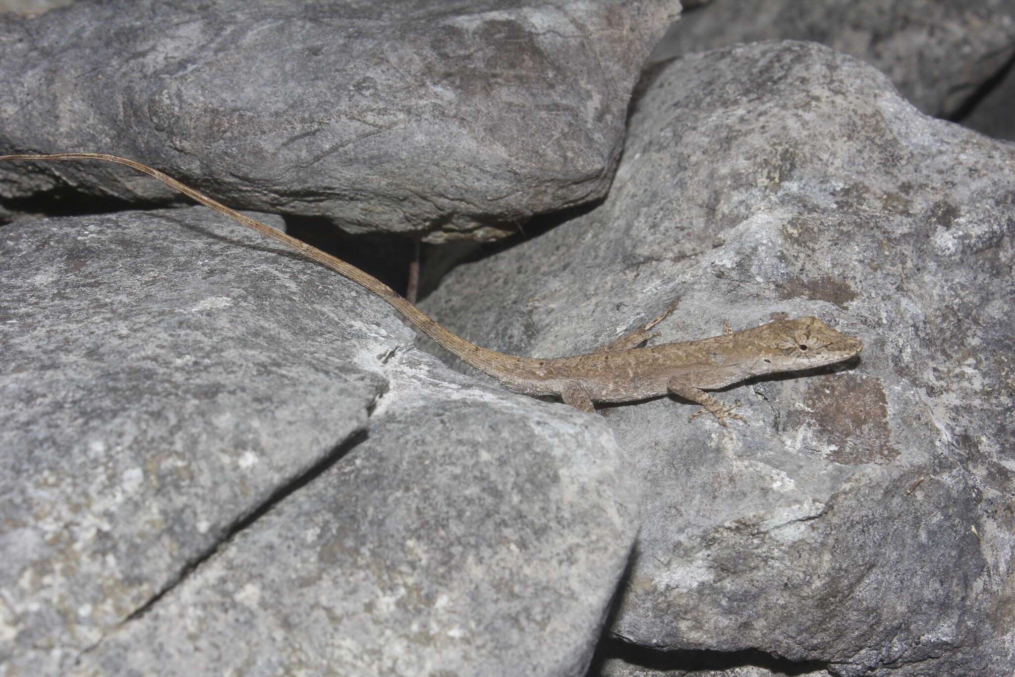 Image of Anolis sericeus Hallowell 1856