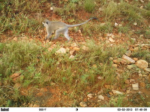 Image of Vervet Monkey