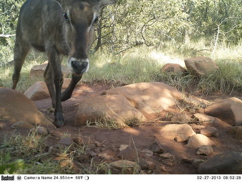 Image of Ellipsen Waterbuck