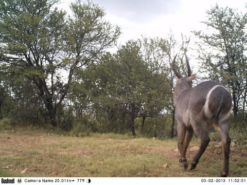 Image of Ellipsen Waterbuck