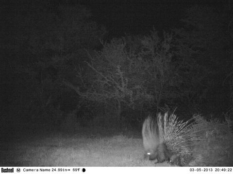 Image of African Porcupine