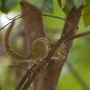 Image of Congo Rope Squirrel