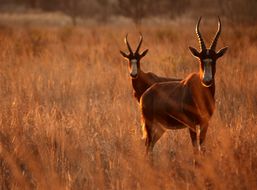 Image of Blesbok