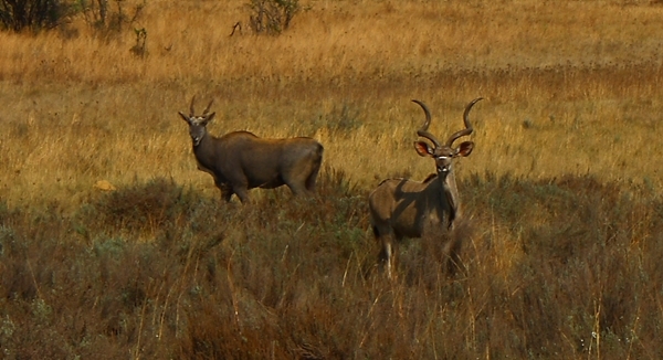 Image of Greater Kudu