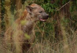 Image of Spotted Hyaenas