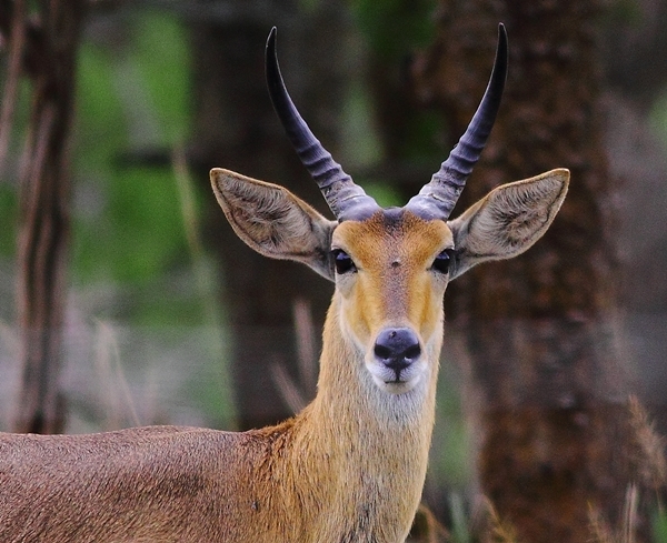 Image of Southern Reedbuck