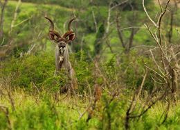 Image of Greater Kudu