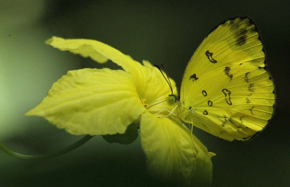 Image of Eurema nilgiriensis Yata 1990