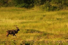 Image of Greater Kudu