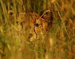 Image de Acinonyx Brookes 1828