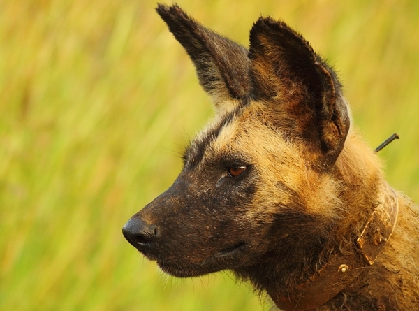 Image of African Hunting Dog