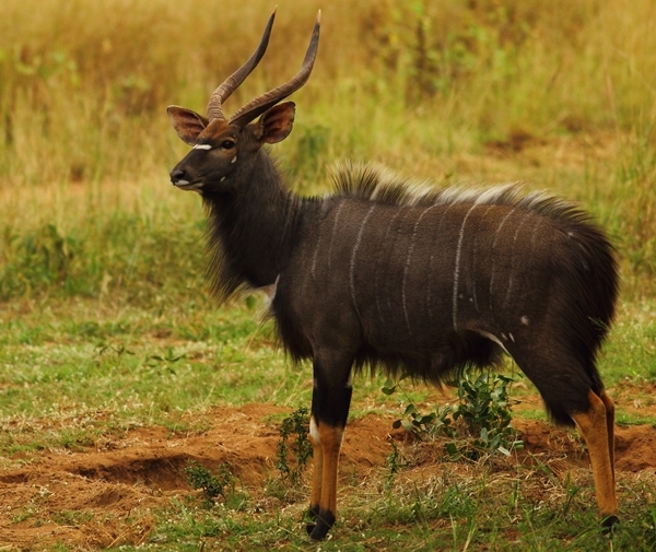 Image of Nyala