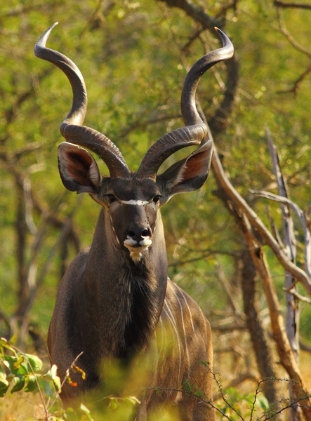 Image of Greater Kudu