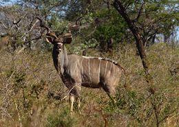 Image of Greater Kudu