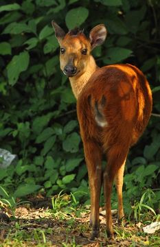 Image of Natal Duiker