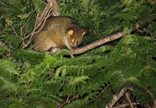 Image of Greater galago