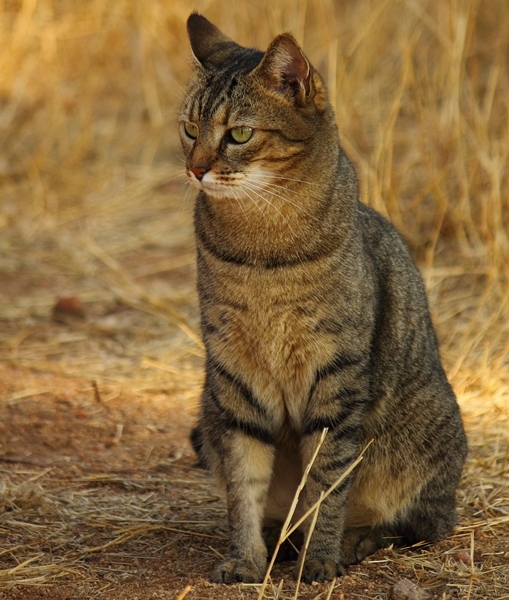 Image of wild cat