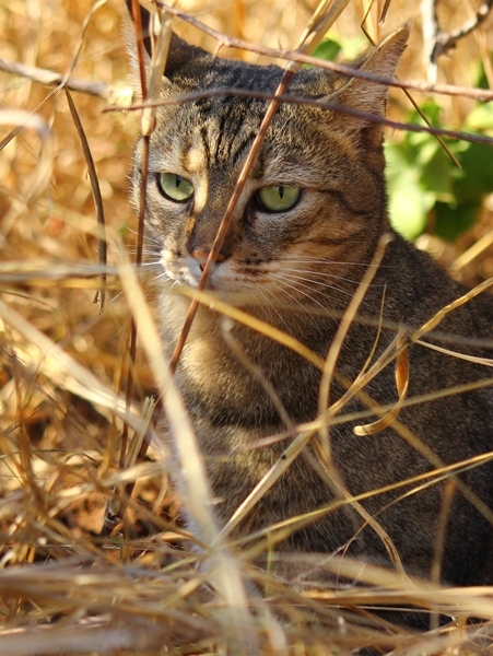 Image of wild cat