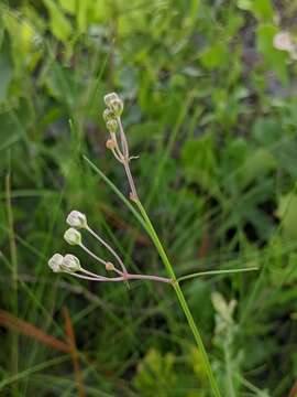 Image of Carolina milkweed