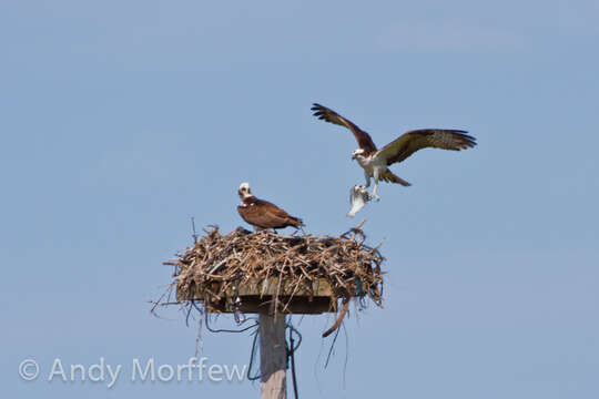 Image of ospreys