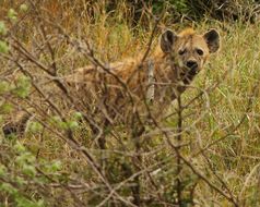 Image of Spotted Hyaenas