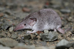 Image de Crocidura cyanea (Duvernoy 1838)